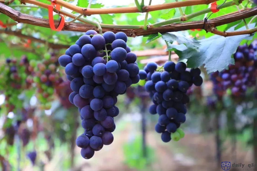 What kind of fruit is good for autumn? Come take a look