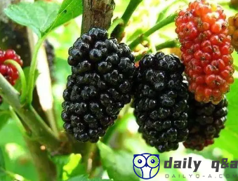 The Benefits of Mulberries